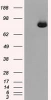 ACO2 / Aconitase 2 Antibody (clone OTI3G8)