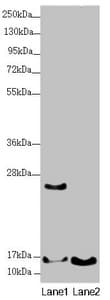 UQCC2 / MNF1 Antibody