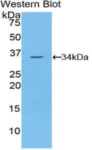NEK2 Antibody (aa137-400)