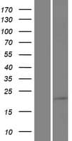SAMD10 Protein (Over-Expression Lysate Myc-DDK (Flag))