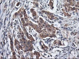 HMOX2 / Heme Oxygenase 2 Antibody (clone OTI1B4)