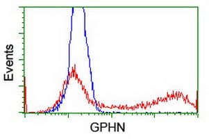 Gephyrin Antibody (clone OTI5B6)