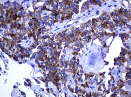 ARMC1 Antibody (clone OTI2B12, Carrier-free)