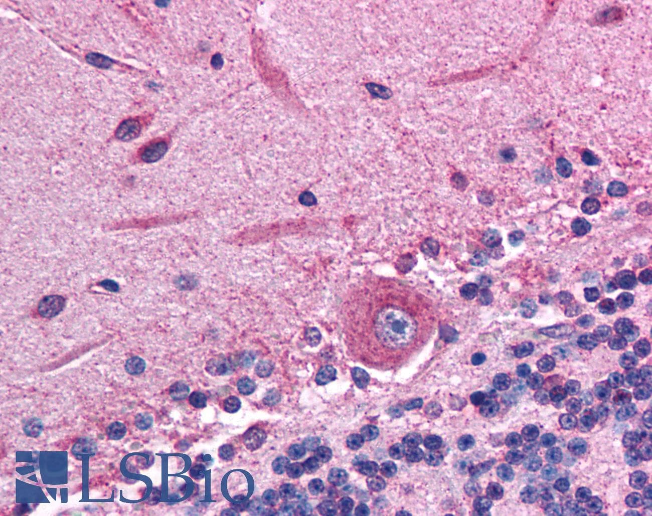 RGS10 Antibody (C-Terminus)