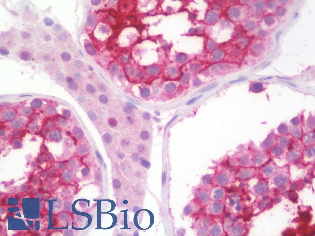 IHC-plus™ C1orf64 Antibody