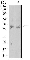 Monoclonal Mouse anti-Toxoplasma gondii ROP1 Antibody (clone 4A7E12, IHC, WB)
