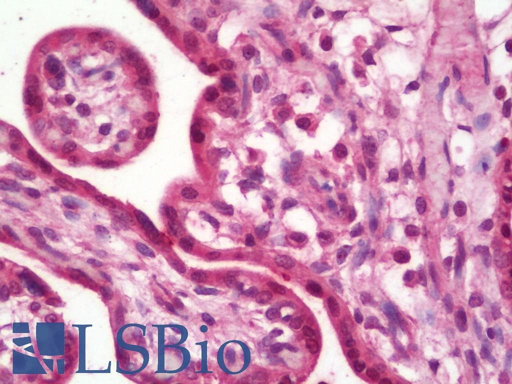 RPLP1 Antibody (HRP)