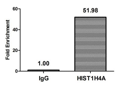 Polyclonal Rabbit anti-Human HIST1H4I Antibody (IF, WB)