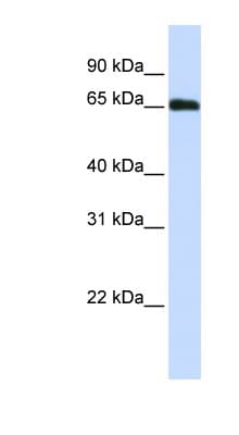 Polyclonal Rabbit anti-Human WDR23 / DCAF11 Antibody (N-Terminus, WB)