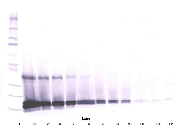 KITLG / SCF Antibody (Biotin)