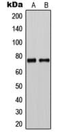 CLCNKA Antibody (C-Terminus)