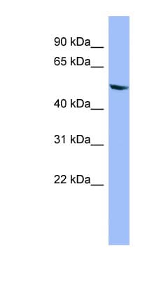 CYP2D6 Antibody (C-Terminus)