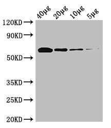 Pyruvate Oxidase Antibody (Biotin)