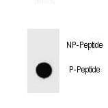 BAD Antibody (phospho-Ser111)