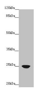Polyclonal Rabbit anti-Human ILEI / FAM3C Antibody (WB)