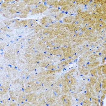 BMP3 Antibody