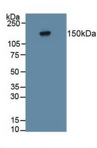 PTPRZ1 / Phosphacan Antibody (APC)
