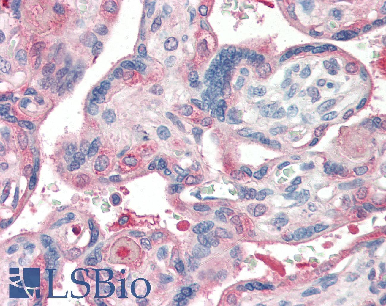 IHC-plus™ Laminin Antibody