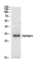 TNFRSF4 / CD134 / OX40 Antibody