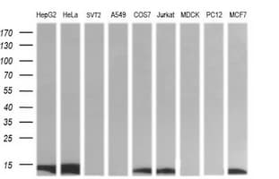 DDT / Dopamine Tautomerase Antibody (clone OTI1H3)