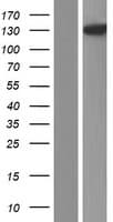 PLCL1 Protein (Over-Expression Lysate Myc-DDK (Flag))