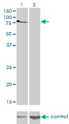 TBX2 Antibody (clone 7G5)