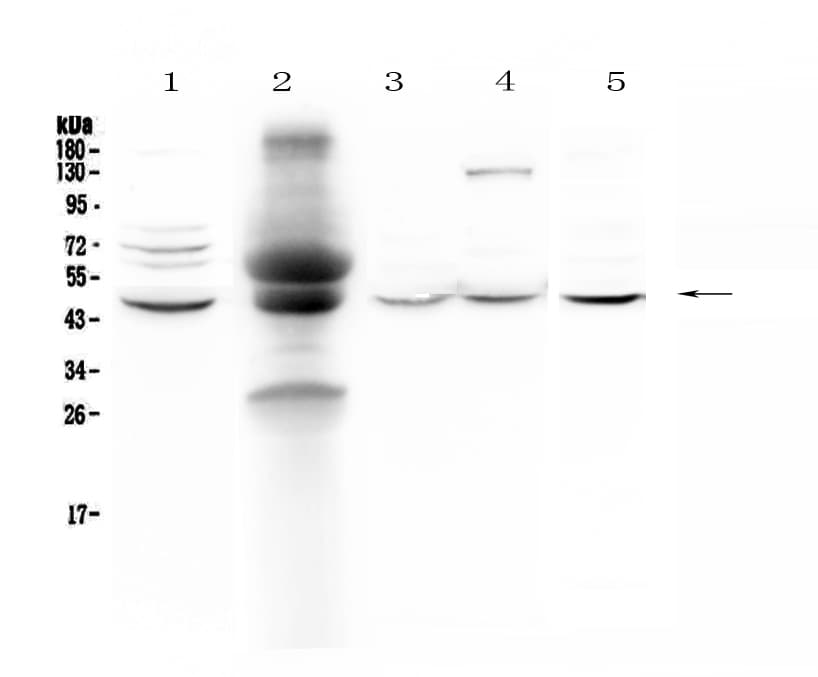 NCF1 / p47phox / p47 phox Antibody