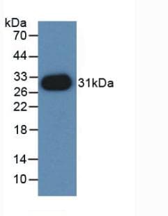 PVRL2 / CD112 Antibody (aa83-291)