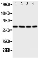 RICK / RIP2 Antibody (aa495-514)