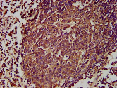 Polyclonal Rabbit anti-Human GPR174 Antibody (IHC, IF, WB)