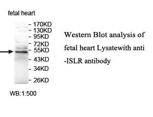 ISLR Antibody (aa111-275)