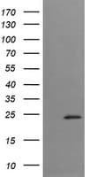 TRAPPC4 / Synbindin Antibody (clone OTI4C3)