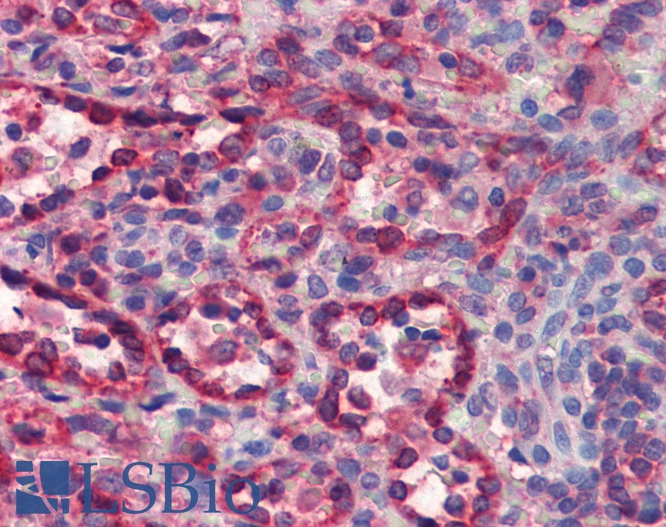 IHC-plus™ Monoclonal Mouse anti-Horse CYCS / Cytochrome c Antibody (clone 7H8.2C12, IHC, WB)