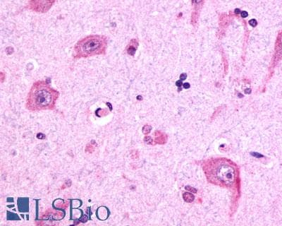 PathPlus™ RXFP3 Antibody (C-Terminus)