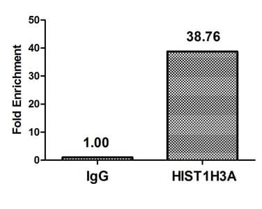 HIST1H3A Antibody