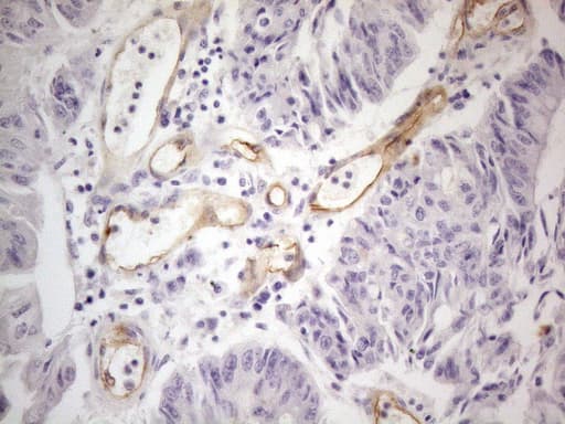 PODXL / Podocalyxin Antibody (aa32-461, clone OTI8D6, Carrier-free)