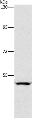 SIGLEC7 / CD328 Antibody