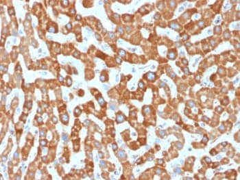 PHB / Prohibitin Antibody (clone PHB/1881, Ready-to-Use)