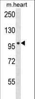 POLN Antibody (aa651-679)