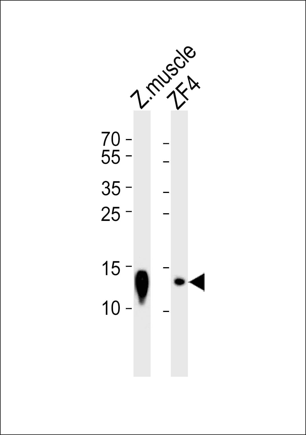 ba2 Antibody (aa71-104)