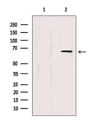 Polyclonal Rabbit anti-Human EIF3L / EIF3EIP Antibody (IF, WB)