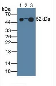 LRG1 / LRG Antibody