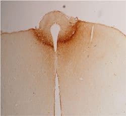 Polyclonal Rabbit anti-Rat Adiponectin Antibody (IHC, WB)