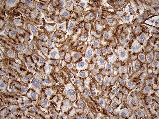 IFITM2 Antibody (clone OTI3B1, Carrier-free)