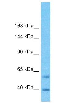 NECAB1 Antibody (aa1-50)