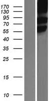 SLC1A5 / ASCT2 Protein (Over-Expression Lysate Myc-DDK (Flag))