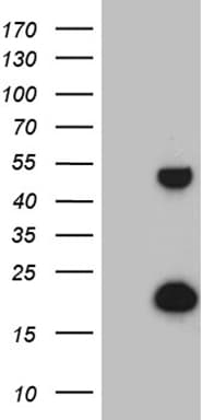 Monoclonal Mouse anti-Human TYW2 / TRMT12 Antibody (clone OTI3D1, Carrier-free, WB)