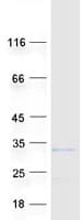 Human ROPN1L Protein (Recombinant Myc-DDK (Flag))
