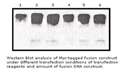 Myc Tag Antibody (aa410-419, clone Myc.A7)
