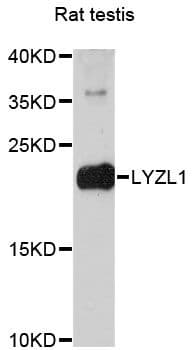 LYZL1 Antibody